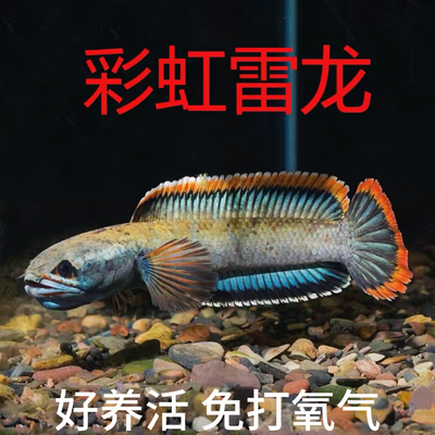 南鳢雷龙鱼冷水鱼七彩雷龙鱼淡水大型鱼彩虹雷龙鱼热带观赏鱼阳公