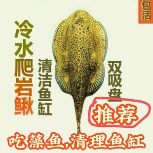 爬岩鳅琵琶鱼双吸盘冷水清道夫不加温除藻鱼鱼缸清洁工鱼小型鱼