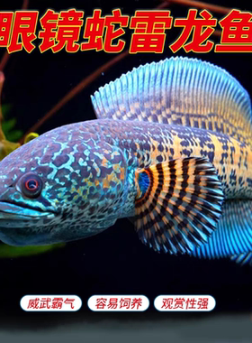 雷龙鱼淡水热带鱼黄金眼镜蛇雷龙凶猛中型肉食性易饲养彩虹雷龙鱼