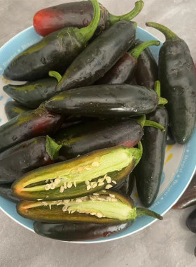 紫红港椒新鲜墨西哥辣椒可自制腌制贡椒农家腌辣椒油焖港椒酱紫色