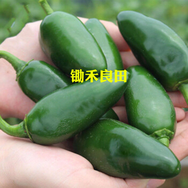新鲜辣椒港椒特辣墨西哥泡椒