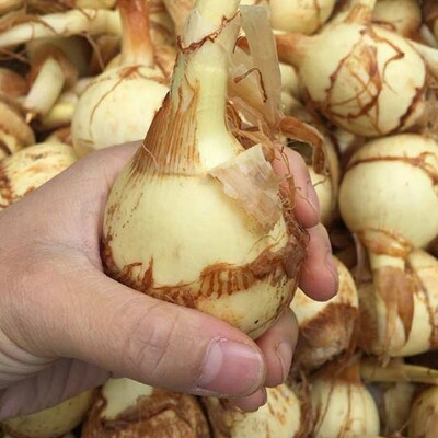 农家自种白色大茨菇现挖新鲜