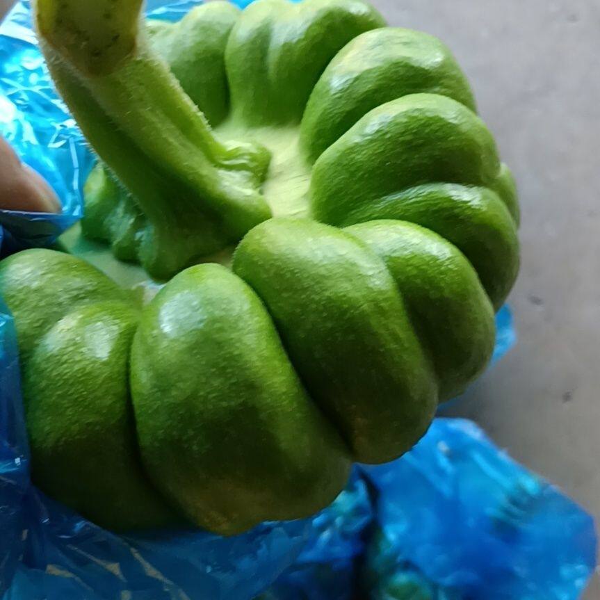 云南姜柄瓜小麦瓜姜饼瓜蔬菜嫩南瓜面瓜农家自种小绿瓜