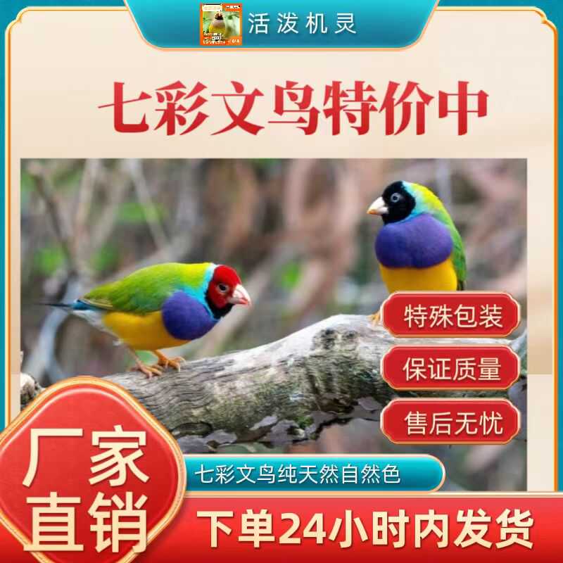 七彩文鸟活体文鸟白文鸟灰文鸟观赏鸟活物一对可繁殖