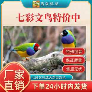 七彩文鸟活体文鸟白文鸟灰文鸟观赏鸟活物一对可繁殖