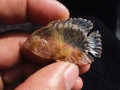 晶山角商城天然钛晶金发晶小鱼吊坠 高47×28×7mm13g