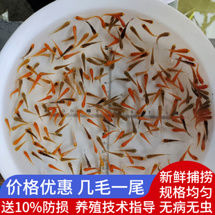 顺丰快递运费20元