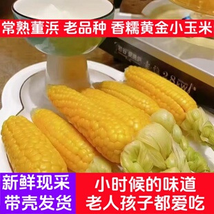 【2026年新上市】小丫家软糯香黏粘农家黄金小玉米带壳田间现采