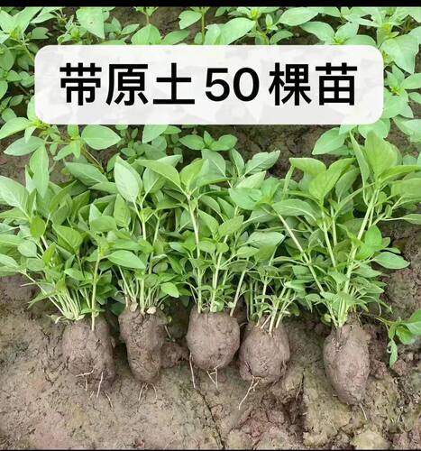 新鲜荆芥苗带原土发货可吃可种河南特产大叶荆芥苗盆栽新鲜食用