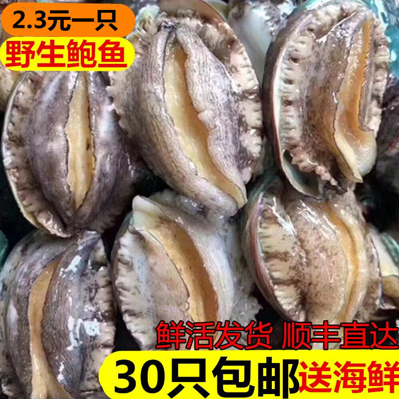 鲜活小鲍鱼新鲜海捕30只包邮