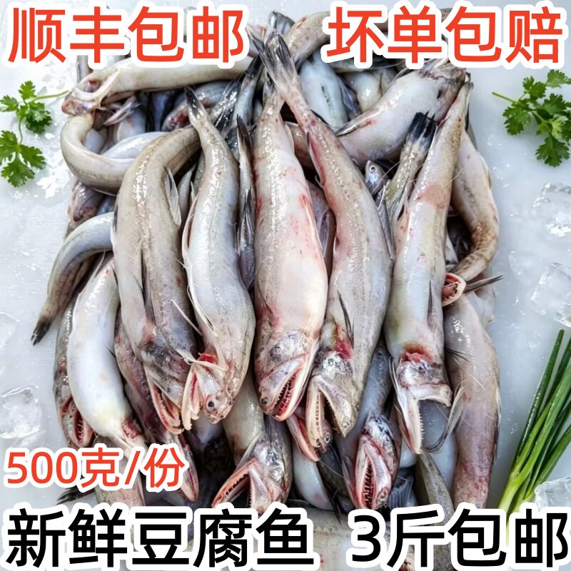 新鲜豆腐鱼大龙头鱼海捕鲜活冷冻九肚鱼丝丁鱼水潺海鲜连云港水产