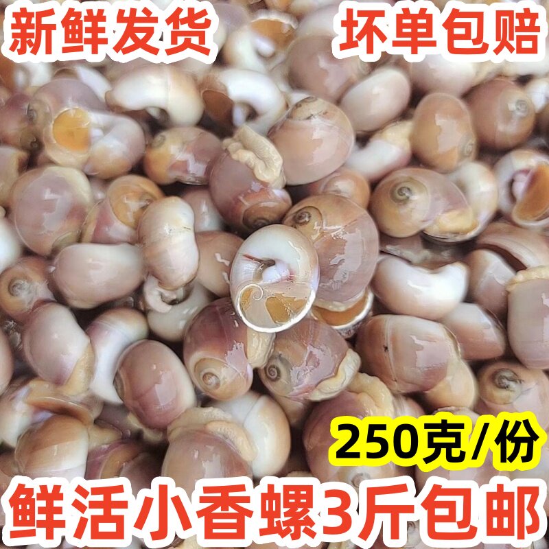 新鲜海鲜 鲜活香螺小香螺玉螺 海捕红香螺肚脐螺猫眼螺 贝类水产