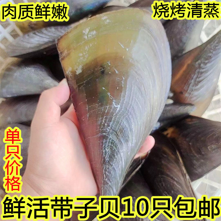 新鲜带子贝海浦鲜活烧烤无沙