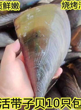 新鲜带子贝海浦鲜活烧烤无沙