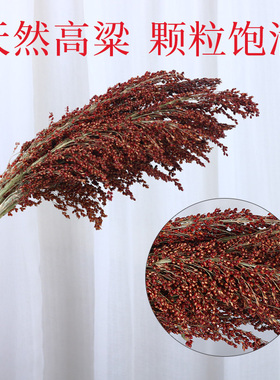 高粱束高粱干花仿真装饰花 田园农家乐场景布置 稻穗麦穗五谷粮食