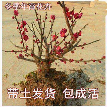 Ëļ¾Ã·»¨ÅèÔÔÀÏ×®Ê÷ÃçÀ°Ã·ºì÷Åè¾°´ø»¨°úÄͺ®»¨»ÜÖ²ÎïÊÒÄÚ