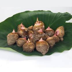 25年正宗奉化芋艿子宁波奉化芋艿头种子香芋小个芋头奉化芋头新鲜