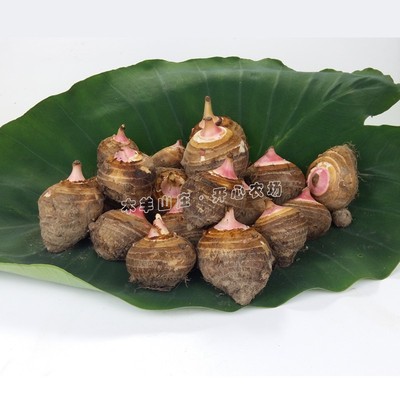 正宗奉化芋头宁波芋艿子