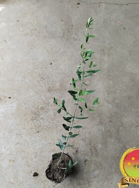 油橄榄苗皮瓜尔Picual 庭院行道田间灰色系常绿景观树高产油质好
