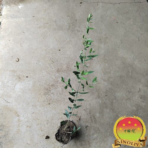 油橄榄苗皮瓜尔Picual 庭院行道田间灰色系常绿景观树高产油质好