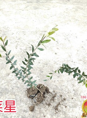 油橄榄苗木莱星Leccino 庭院行道田间带盆常绿景观树产量高油质好
