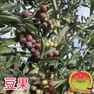 油橄榄苗木豆果ARBEQUINA 早果阳台庭院行道田间带盆常绿景观树