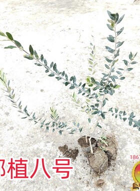油橄榄苗木鄂植8号Ezhi8庭院行道建园带盆常绿景观树早果湖北良种