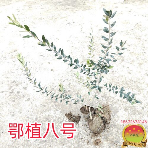 矮化密植果油两用中橄榄早实果大