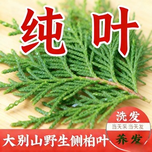 新鲜现采野生柏树枝叶阴干正宗粉洗头乌发防脱养发生
