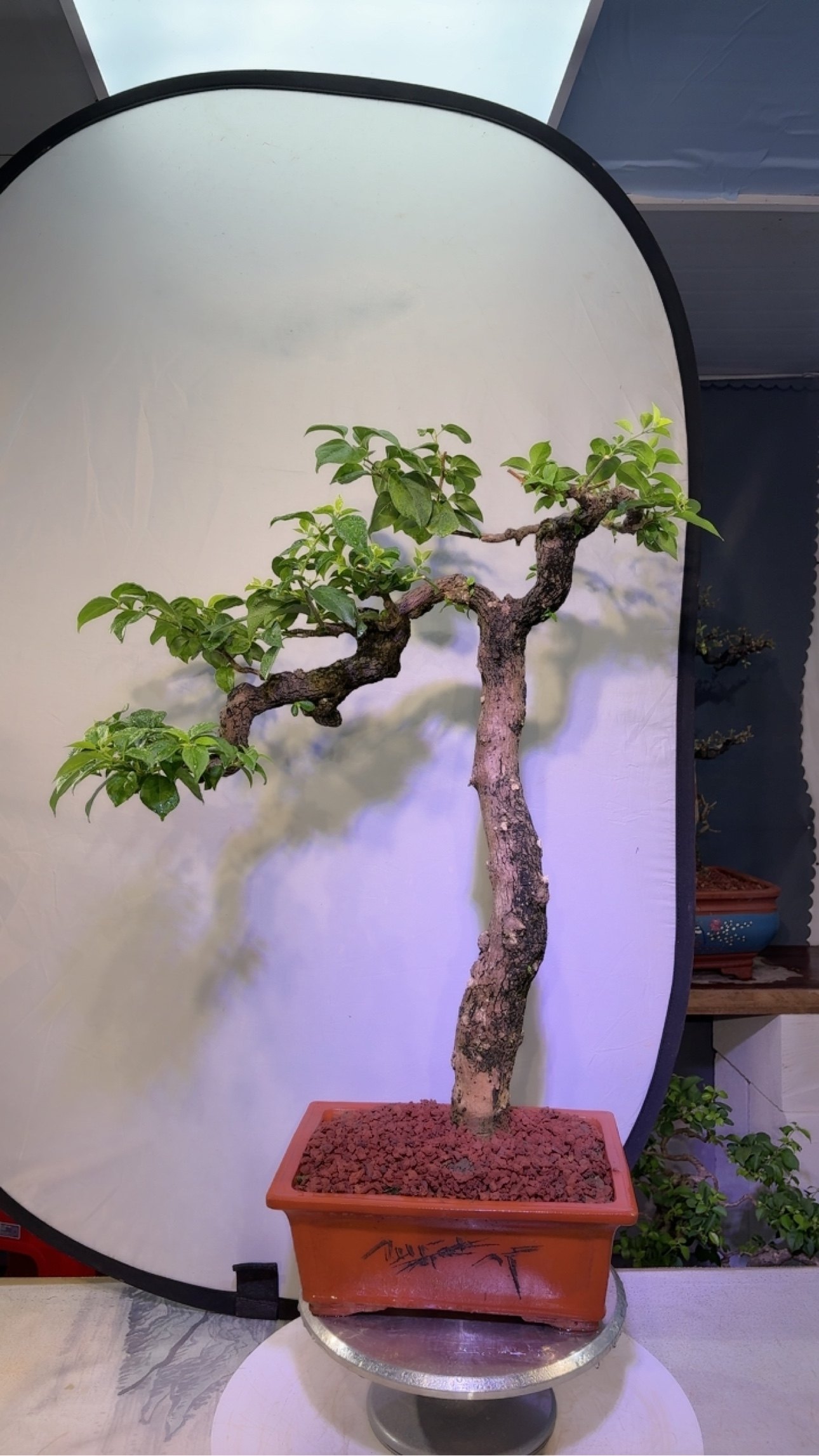 精品造型老桩三角梅四季开花阳台办公室盆栽四季常青植物,鲜花速递/花卉仿真/绿植园艺,造型盆景,淘宝优惠券,粉丝福利购,淘宝优惠卷