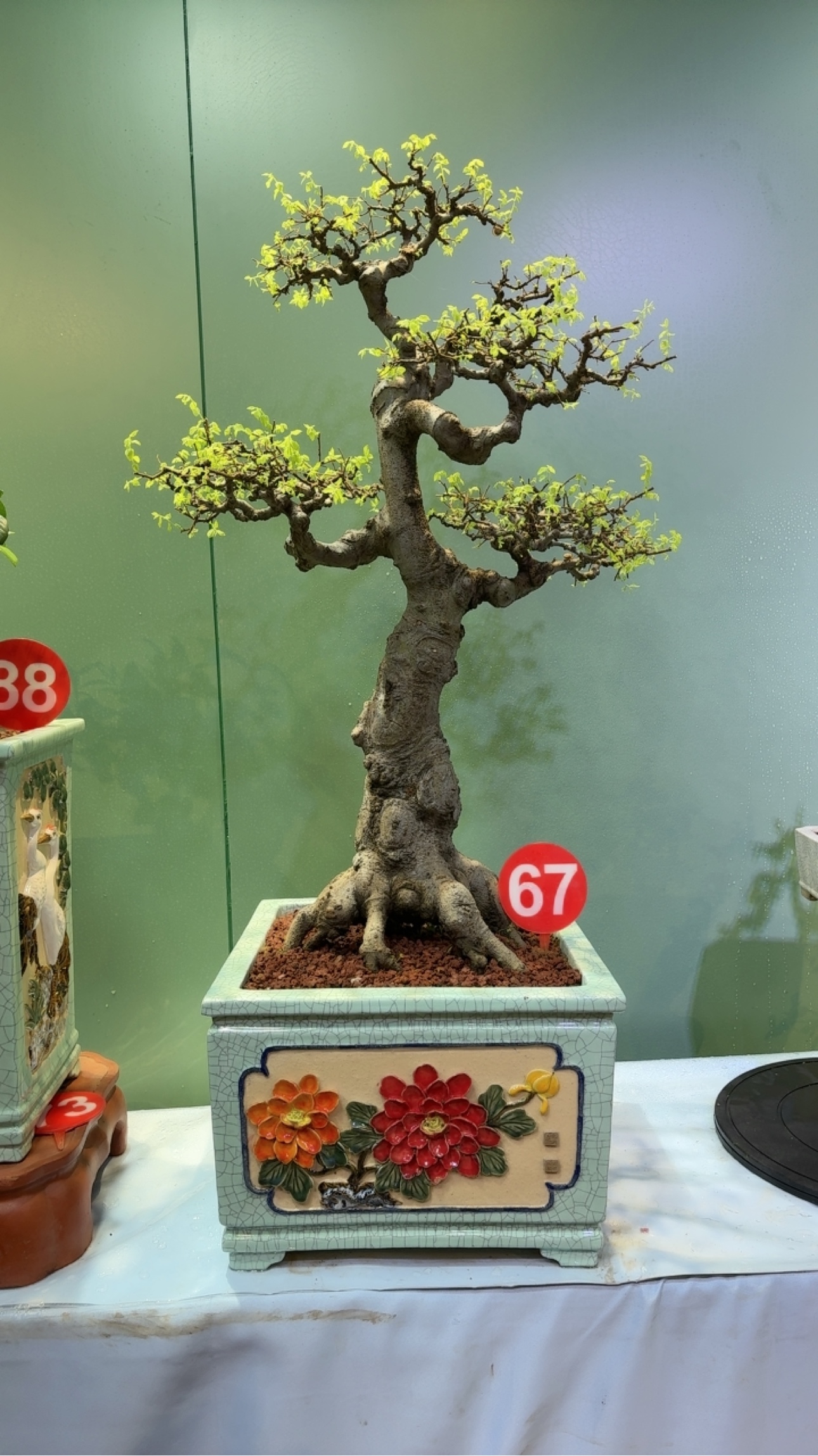 岭南年功老桩朴树造型盆景室内阳台办公室绿植盆栽送礼