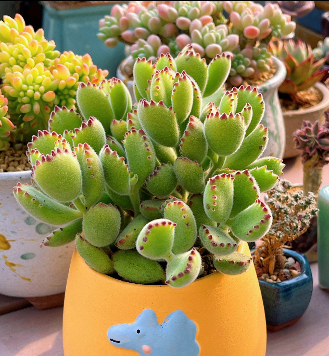 熊童子  精品多肉植物,鲜花速递/花卉仿真/绿植园艺,多肉植物,淘宝优惠券,粉丝福利购,淘宝优惠卷