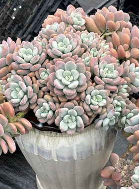 洛神 多肉植物 （少量库存）