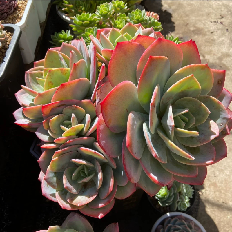 血风老桩多头  多肉植物精品多肉,鲜花速递/花卉仿真/绿植园艺,多肉植物,淘宝优惠券,粉丝福利购,淘宝优惠卷