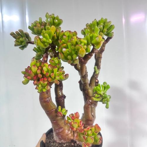 老桩z财猫  精品多肉植物