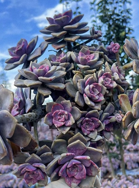 小号紫乐老桩  多肉植物好看易养活