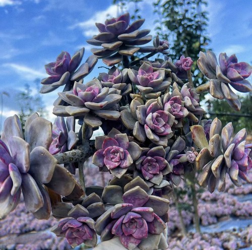 紫乐老桩30cm  多肉植物好看易养活