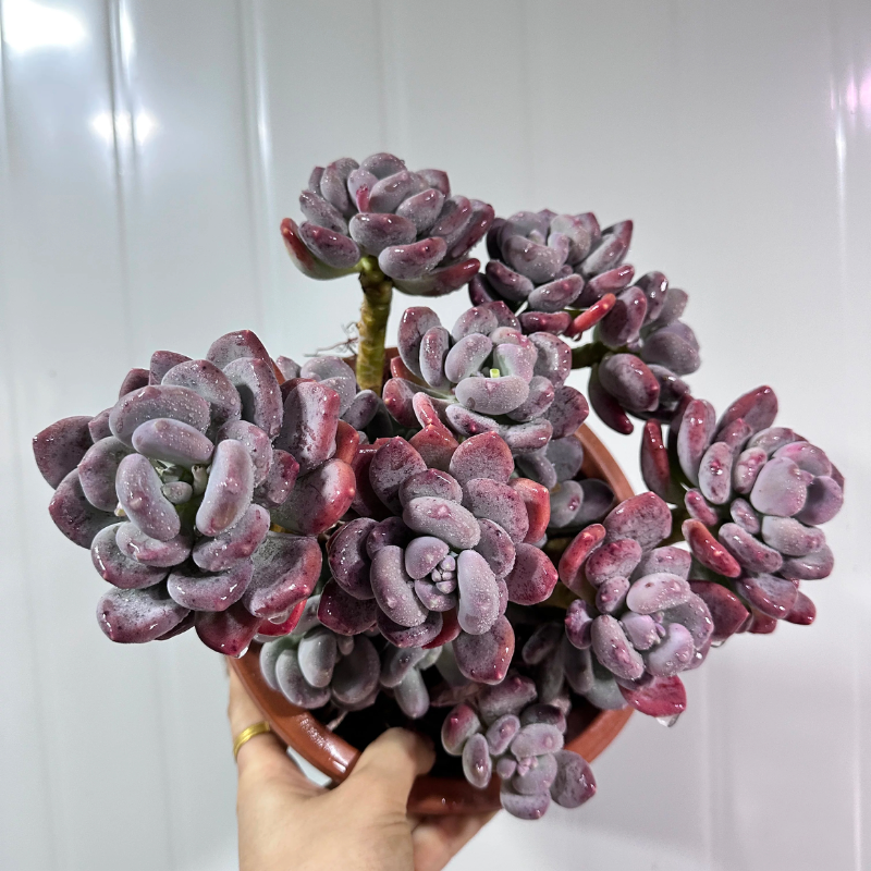 三日月美人  整桩多头  精品多肉植物,鲜花速递/花卉仿真/绿植园艺,多肉植物,淘宝优惠券,粉丝福利购,淘宝优惠卷