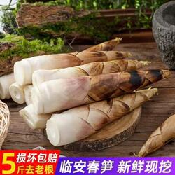 临安天目雷笋春笋新鲜现挖产地直发脆嫩农家自种高山竹笋