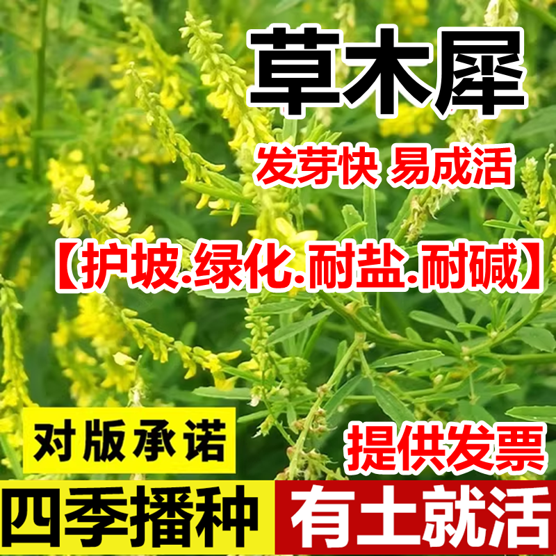 草木樨种子蜜源植物犀黄花