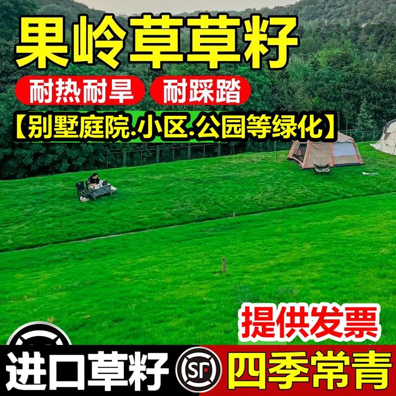 果岭草籽坪种子庭院民宿露