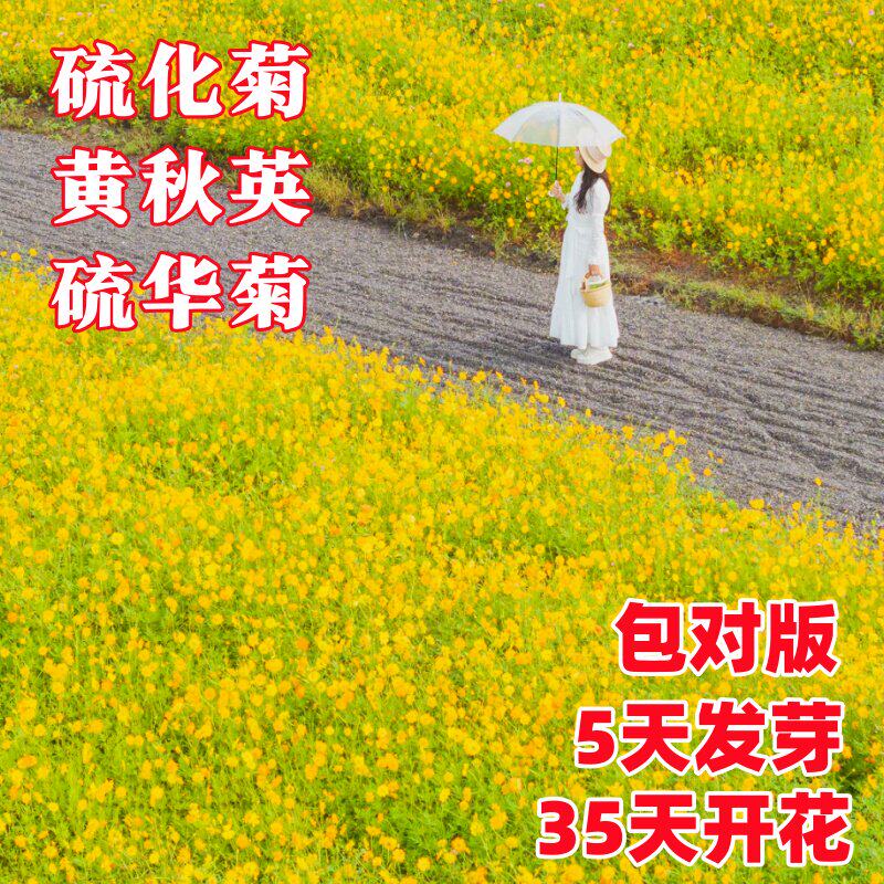 硫华菊种子格桑花黄波斯化