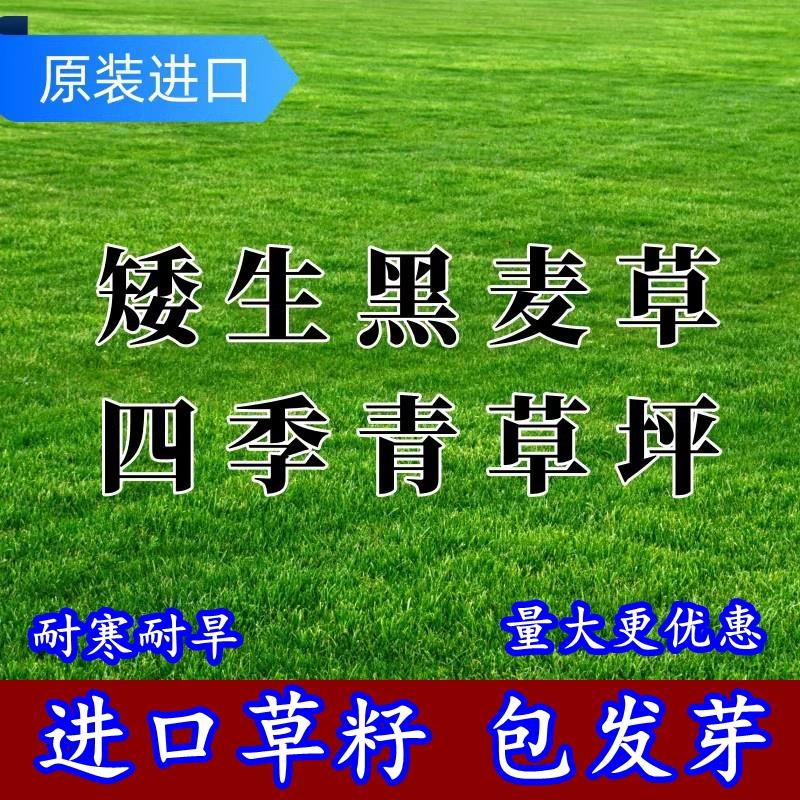 进口多年生黑麦草坪籽四季