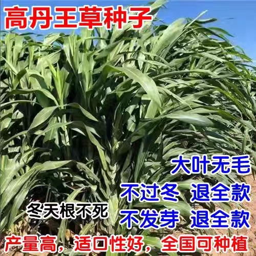 多年生高丹王草种籽杂交四季