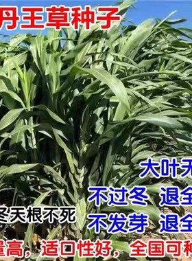 多年生高丹王草种籽杂交四季
