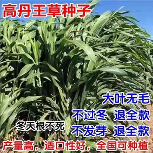 多年生高丹王草种籽杂交四季高产牧草种子畜牧喂牛羊鹅鱼猪草种籽