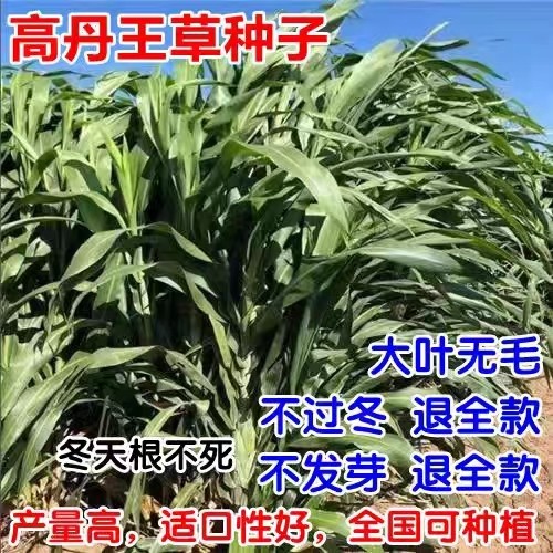 多年生高丹王草种籽杂交四季