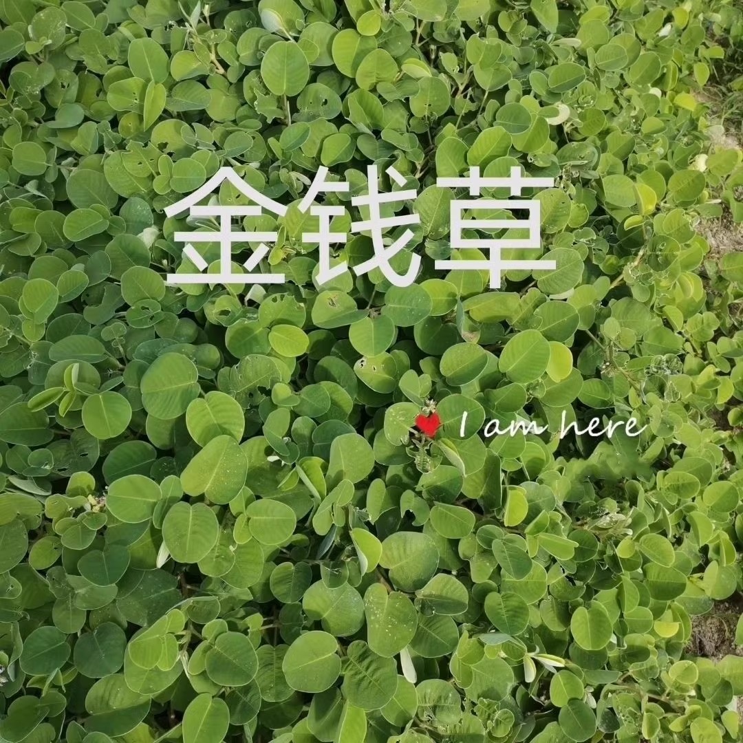 野生大叶金钱草种子食用广