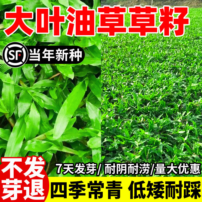 正宗大叶油草籽庭院绿化地