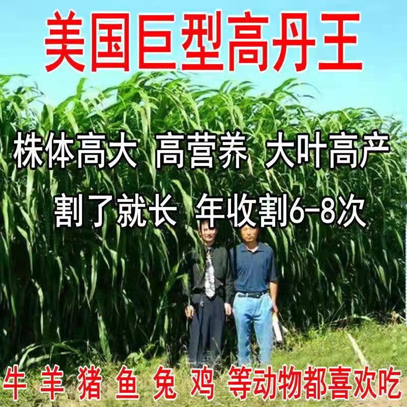 杂交高丹王草种子黑麦籽四